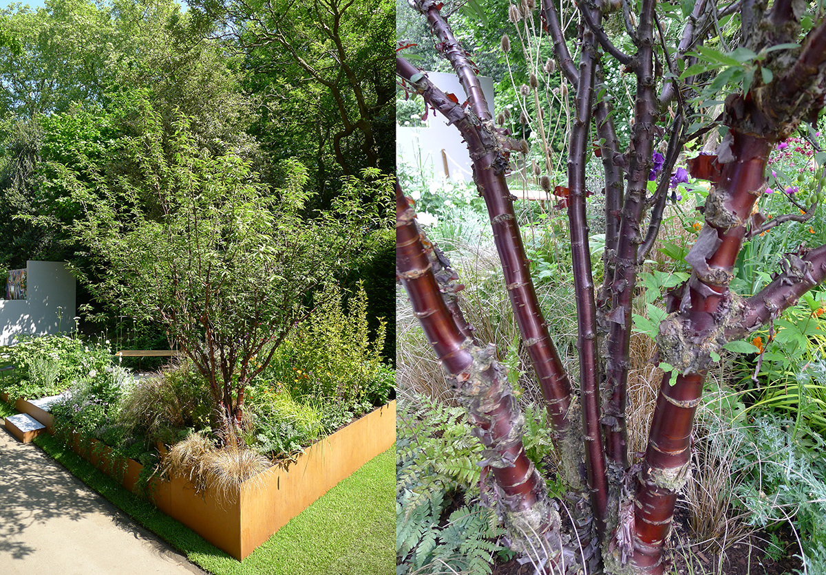 One of the most asked questions - what sort of tree is that? - Prunus Serrula (multi-stemmed)